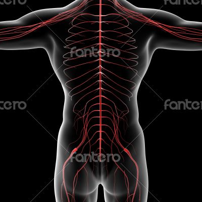 nervous system