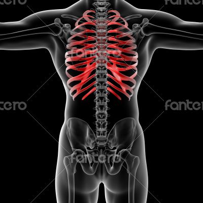 rib cage rib cage