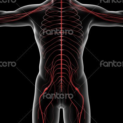 nervous system