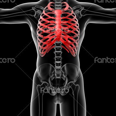 rib cage rib cage