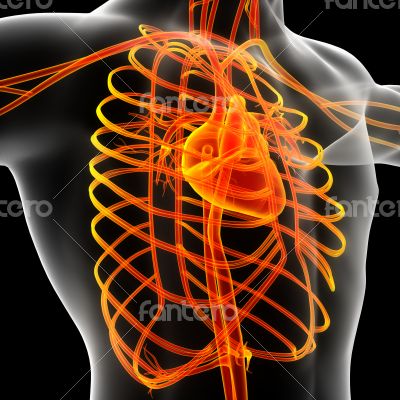 male vascular system