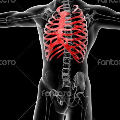 rib cage rib cage