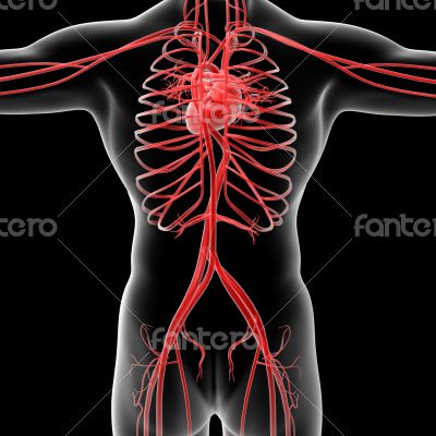 vascular system