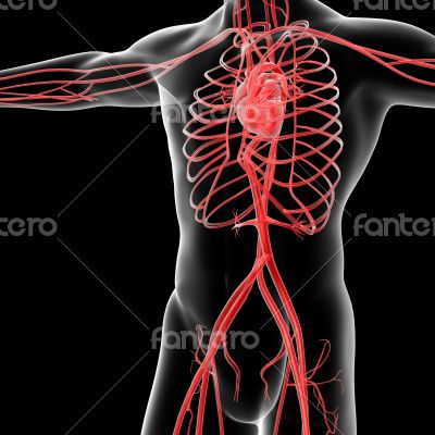 vascular system