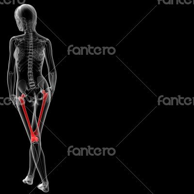 femur bone femur bone