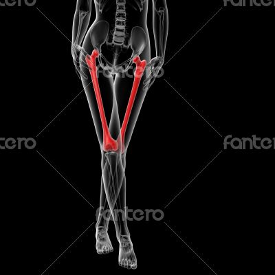 femur bone