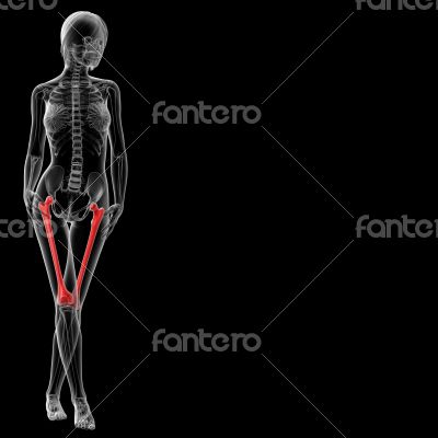 femur bone femur bone