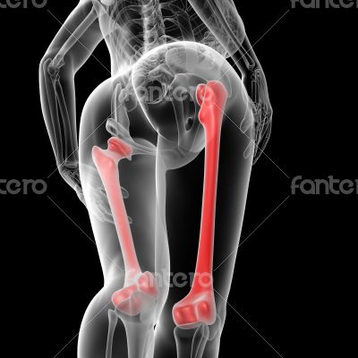 femur bone
