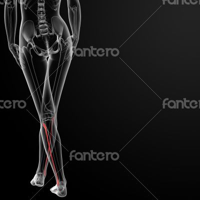 fibular bone