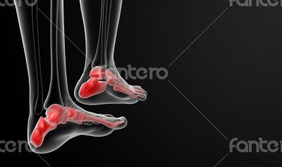3d rendered illustration of the female foot bone 3d rendered illustration of the female foot bone