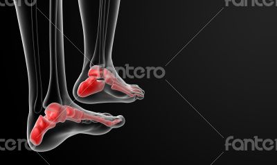 3d rendered illustration of the female foot bone 