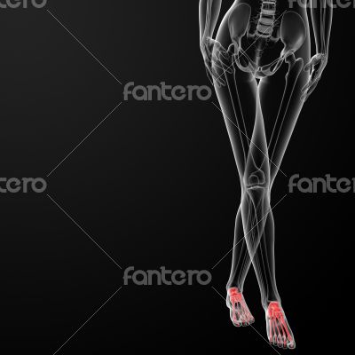 foot bone