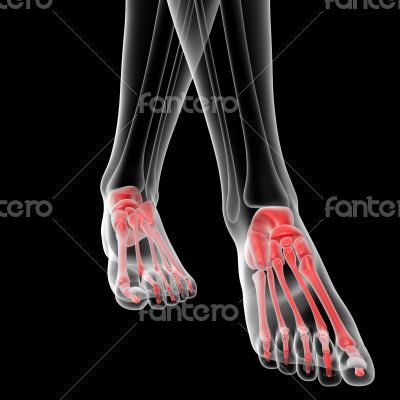 foot bone
