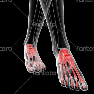 foot bone foot bone