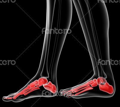 foot bone foot bone
