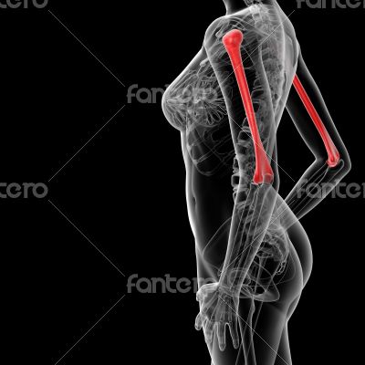 humerus bone