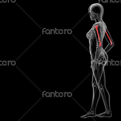 3d rendered illustration of the humerus bone 3d rendered illustration of the humerus bone