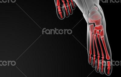 foot bone