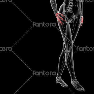 3d rendered illustration of the female hand bone