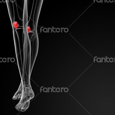 patella bone patella bone