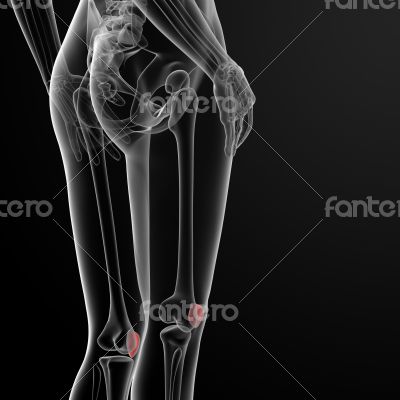 patella bone