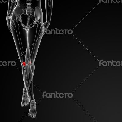 patella bone patella bone