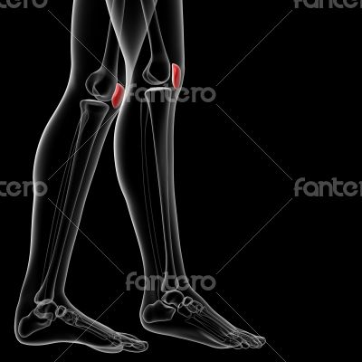 patella bone patella bone
