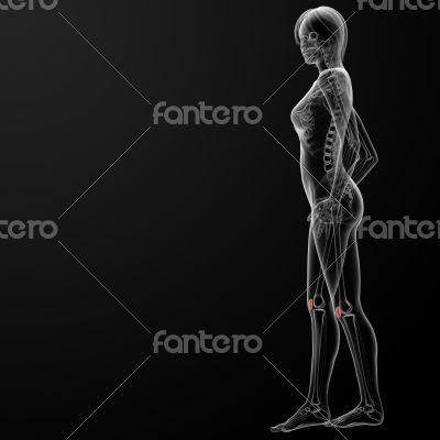 patella bone patella bone