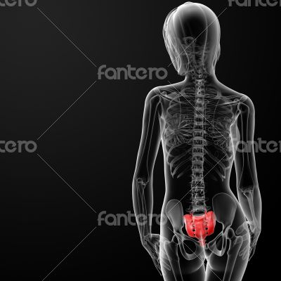 sacrum bone sacrum bone
