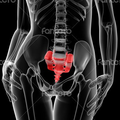 sacrum bone