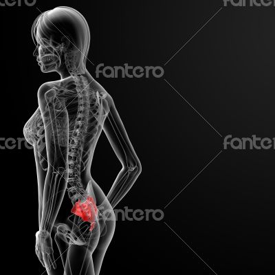 sacrum bone sacrum bone
