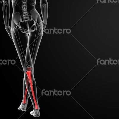 tibia bone