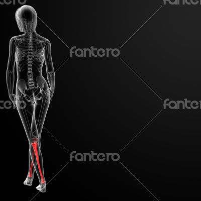 tibia bone