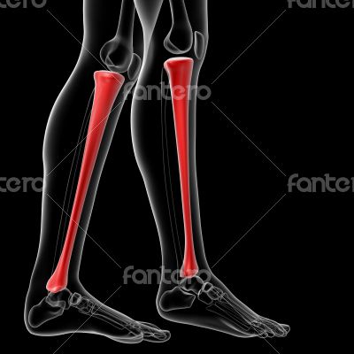 tibia bone