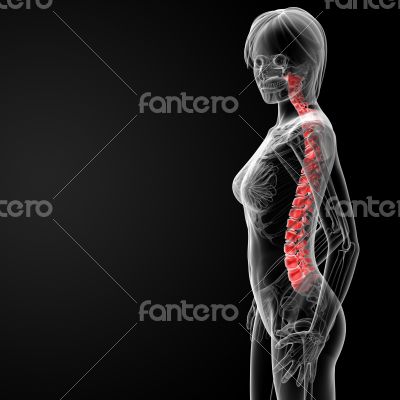 spine bone spine bone