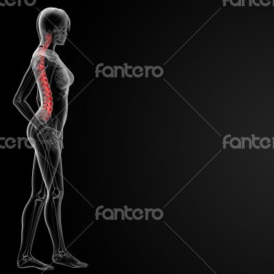 spine bone spine bone