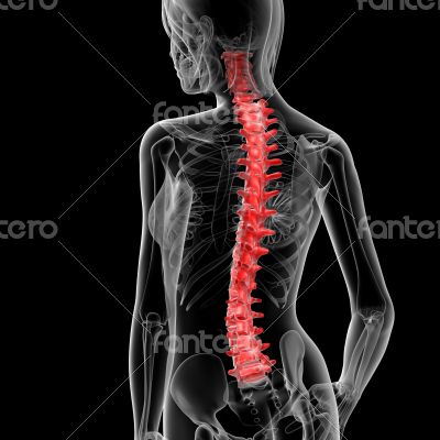spine bone
