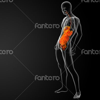 human digestive system