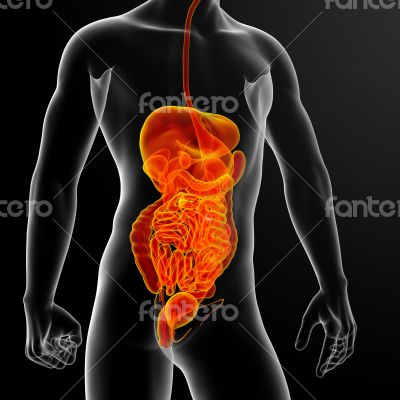 digestive system