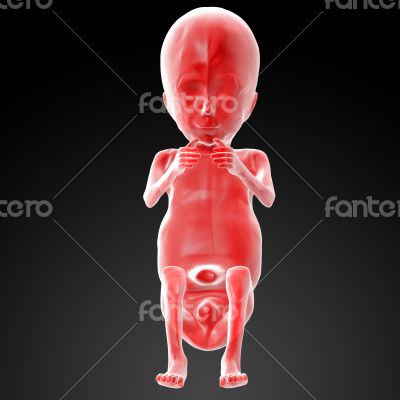 Human fetus