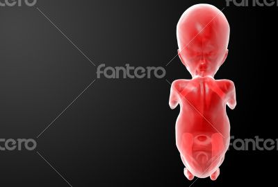 Human fetus