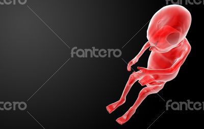Human fetus