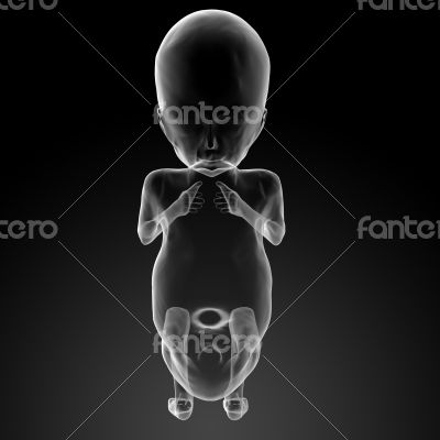 Human fetus