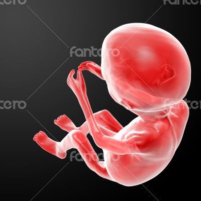 Human fetus