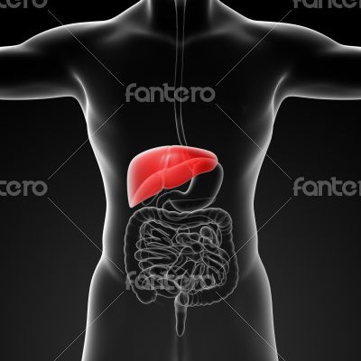 Human digestive system liver red colored