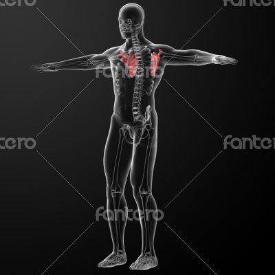3d render illustration scapula bone