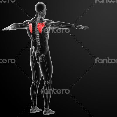 3d render illustration scapula bone