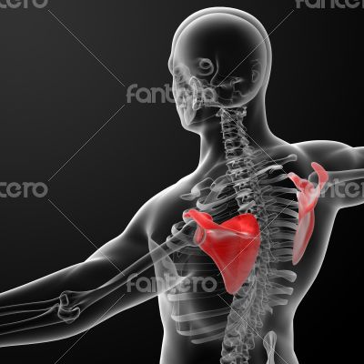 3d render illustration scapula bone 