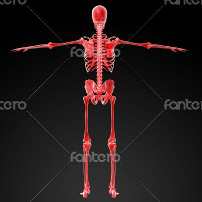 3d rendered red skeleton