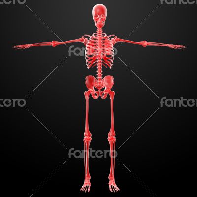3d rendered skeleton